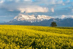 Den Pilatus im Abendlicht über ein Rapsfeld gesehen vom Ruswiler Berg her. (Bild: Stefan Dubach, Ruswil, 14. Mai 2019)