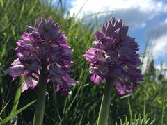 Prächtige Orchideen am Rhein. (Bild: Toni Sieber)