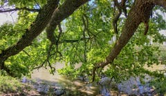 Unterm Eichendach am alten Rhein. (Bild: Toni Sieber)