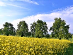 Der Frühling ist da! Wunderschöne Aufnahme eines Rapsfeldes in Sempach. (Bild: Urs Gutfleisch, Sempach, 17. Mai 2019)