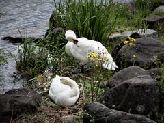 Ob diese Schwanenpaar wohl Nachwuchs erwartet? (Bild: Margrith Imhof-Röthlin, Luzern, 13. Mai 2019)