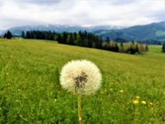 Eine einsame Pusteblume im Entlebuch. (Bild: Urs Gutfleisch, Entlebuch, 18. Mai 2019)