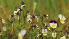 Wilde Stiefmütterchen am Luthernweg. (Bild: Irene Wanner, Schötz, 18. Mai 2019)