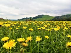 Löwenzahn soweit das Auge reicht. (Bild: Urs Gutfleisch, Entlebuch, 18. Mai 2019)