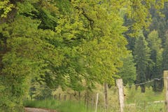 Fluerain. (Bild: Irene Wanner, Schötz,. 18. Mai 2019)
