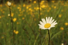 Die wilden Margeriten lieben magere Wiesen. (Bild: Xaver Husmann, Rain, 18. Mai 2019)