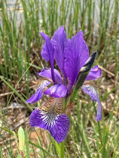 Die erste Iris. (Bild: Toni Sieber)