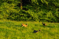 Rehetobel: Drei Rehe in Aufregung. (Bild: Matthias Rozinek)