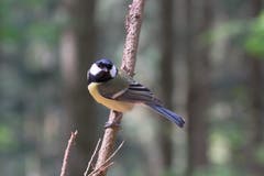 Was guckst du so? Kohlmeise im Freudenbergwald. (Bild: Franz Häusler)