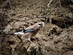 Dieser fleissige Eichelhäher ist sogar am Sonntag mit seinem Nestbau beschäftigt. (Bild: Margrith Imhof-Röthlin (Adligenswil, 19. Mai 2019))