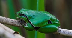 Der kleine Laubfrosch sonnt sich auf einem Schilfhalm. Mit seiner Körperlänge von 4 cm ist er der kleinste einheimische Frosch. (Bild: André Egli (Ettiswil, 19. Mai 2019))