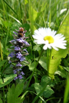 Weggefährten auf der Frühlingswiese. (Bild: Josef Habermacher, Rickenbach, 19. Mai 2019)