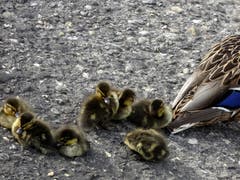 Neugeborene Enten am Bodensee in Rorschach. (Bild: Doris Sieber)