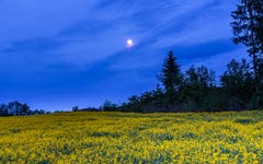 Blaue Stunde mit Mond und Rapsfeld in Hauptwil. (Bild: Luciano pau)