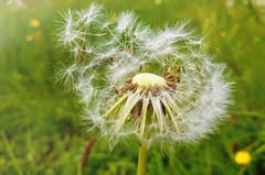 Vom Winde verweht, die Pusteblume ziehen über die Wiesen. (Bild: Anita Imfeld-Leu (Zug, 19. Mai 2019))