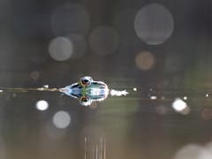 Ein Wasserfrosch geniesst die wärmenden Sonnenstrahlen im Teich.(Bild: Matthias Kopp)