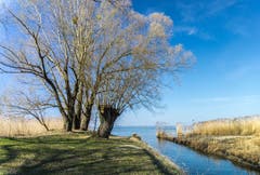 Noch sind die Schilfgürtel am Bodensee gelb. (Bild: Hans-Jörg Nüesch)
