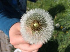 Beeindruckend schön: Morgentau trifft Pusteblume. (Bild: Conny Wenk)