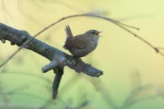 Der Gesang des Zaunkönigs. (Bild: Hans Aeschlimann)
