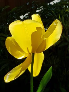 Welkende Tulpe im Abendlicht. (Bild: Reto Schlegel)