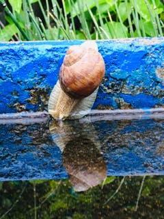 Die Weinbergschnecke stillt ihren Durst. (Bild: Toni Sieber)