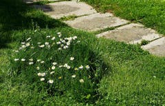 Biodiversität im eigenen Garten. Blumeninsel im geschnittenen Rasen. (Bild: Walter Schmidt)
