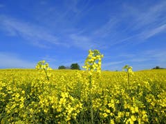 Frühling im Seetal. (Bild: Walter Buholzer, Seetal, 2. Mai 2019)