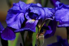 "Lilien-Lila". (Bild: Walter Schmidt)