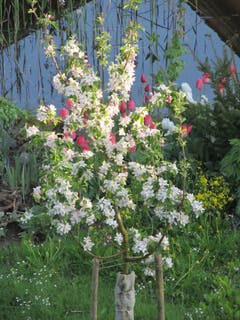 Apfelbaum mit Tulpenhintergrund. (Bild: Claudine Germann)