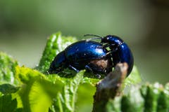 Blaue Blattkäfer sorgen für Nachwuchs beim Auerbach, Eggerstanden. (Bild: Franz Häusler)