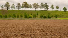 Auch bei trübem Wetter ein Bild wert - Spaziergang bei Schötz. (Bild: Erich Heiniger, Schötz, 18. Mai 2019)