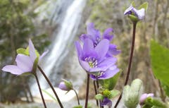 Das Leberblümchen fühlt sich bei frühlingshaften Temperaturen am Wasserfall wohl. (Bild: Heidi Blum, Engelberg, 18. Mai 2019)