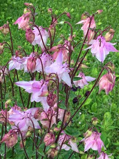 Akeleibusch in voller Blüte. (Bild: Toni Sieber)