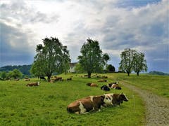 Die Kühe geniessen sowohl das Wetter wie auch die satten grünen Wiesen. (Bild: Urs Gutfleisch, Alberswil, 21. Mai 2019)