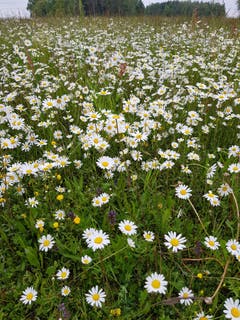 Blumen soweit man sieht...(Bild: Reto Schlegel)