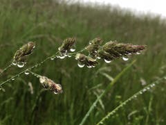 Der Regen hat auch seine schönen Seiten. (Leserbild: Toni Sieber)