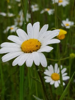 Blütenpracht trotz Regen. (Bild: Reto Schlegel)
