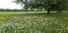 Blumenwiese bei Mörschwil. (Bild: Klaus Businger)