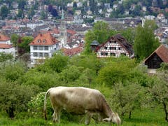 Saftige Weiden an bester Lage - mit Blick auf die Stadt. (Bild: Doris Sieber)