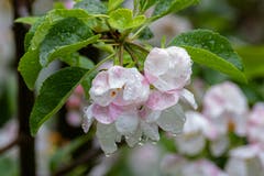 Der Regen lässt nicht nach! (Bild: Luciano Pau)