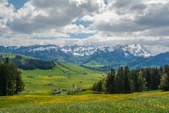 Gelbe Matten vor Alpsteinkette. (Bild: Hans-Jörg Nüesch)