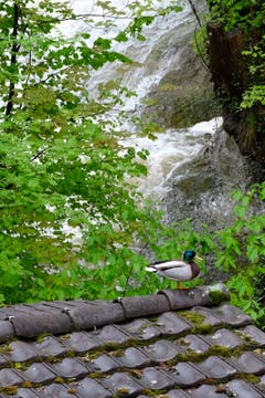 Selbst der Ente wird es in der Mühlelenschlucht zuviel. Sie verfolgt das Spektakel lieber vom sicheren Dach aus. (Bild: Franz Häusler)