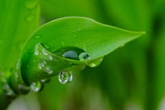 Ein Maienriesli entfaltet sich nach dem grossen Regen. (Bild: Franz Häusler)