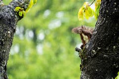 Das neugierige Eichhörnchen im Regen in Heiden. Bild: Thabo Fehr