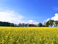 Frühlingswetter: Der Frühling ist endlich da! (Bild: Urs Gutfleisch, Emmen, 22. Mai 2019)