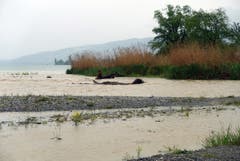Der Bodensee füllt sich. Hier die Steinachmündung. (Bild: Walter Schmidt)
