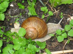 Die Weinbergschnecke geniesst den Salat in Flawil. (Bild: Claudia Schmidli)
