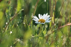 Margeriten mit Morgentau. (Bild: Irene Wanner, Willisau, 23. Mai 2019)