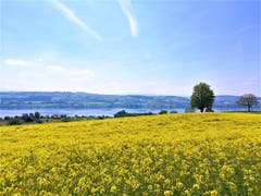 Wunderbarer Ausblick auf das Rapsfeld und den Sempachersee bei frühlingshaften Temperaturen. (Bild: Urs Gutfleisch, Sempach, 23. Mai 2019)