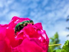 Der Rosenkäfer will hoch hinaus. (Bild: Toni Sieber)